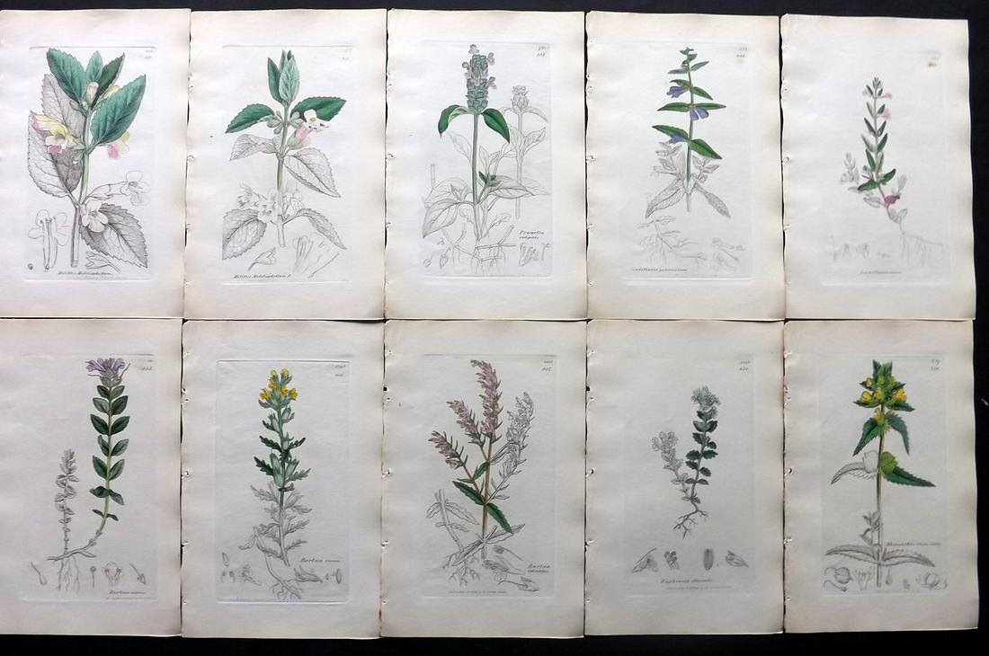 Sowerby, James C1840 Lot 10 Part HCol Botanical Prints: Partial Hand Colored Etchings only (as issued) Published London, 1832-46 for "English Botany; or, Coloured Figures of British Plants…" Second Edition by James Sowerby and Edward Smith. Paper Size: 9