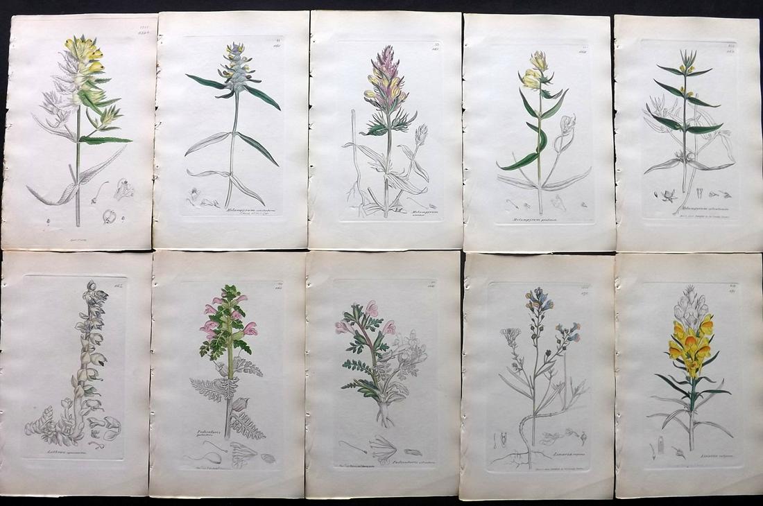 Sowerby, James C1840 Lot 10 Part HCol Botanical Prints: Partial Hand Colored Etchings only (as issued) Published London, 1832-46 for "English Botany; or, Coloured Figures of British Plants…" Second Edition by James Sowerby and Edward Smith. Paper Size: 9