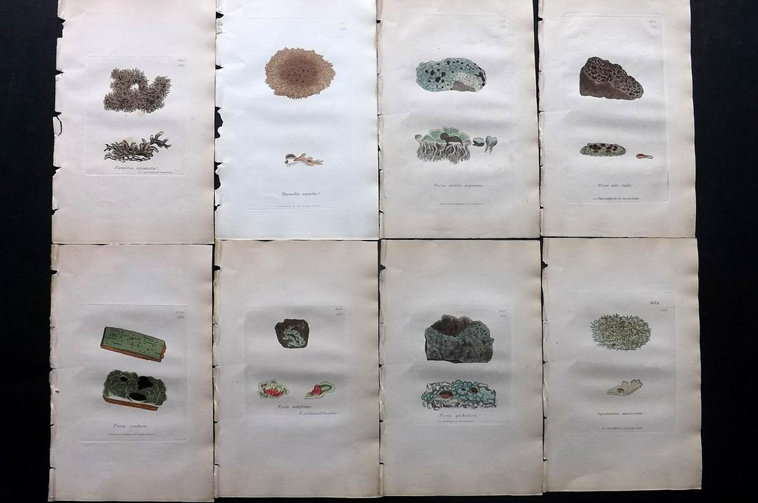Sowerby, James C1840 Lot 8 HC Botanical Prints Lichens: Full Hand Colored Etchings Published London, 1832-46 for "English Botany; or, Coloured Figures of British Plants…" Second Edition by James Sowerby and Edward Smith. Paper Size: 9 x 5.5 inch (23 x 14