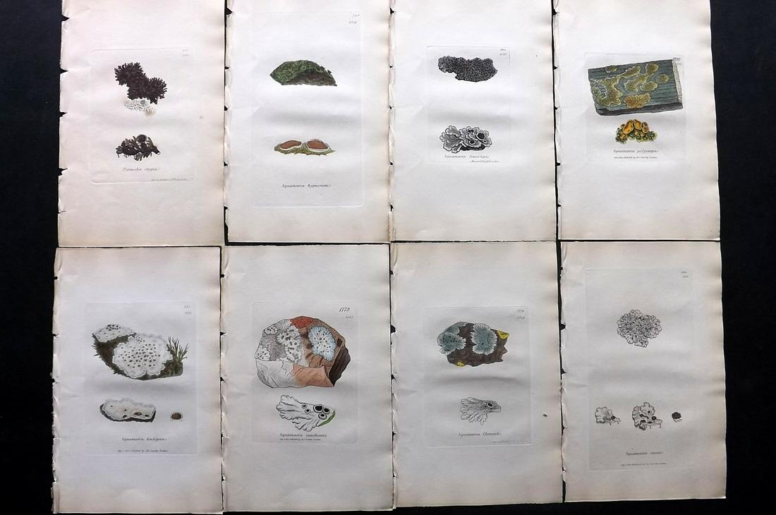 Sowerby, James C1840 Lot 8 HC Botanical Prints Lichens: Full Hand Colored Etchings Published London, 1832-46 for "English Botany; or, Coloured Figures of British Plants…" Second Edition by James Sowerby and Edward Smith. Paper Size: 9 x 5.5 inch (23 x 14