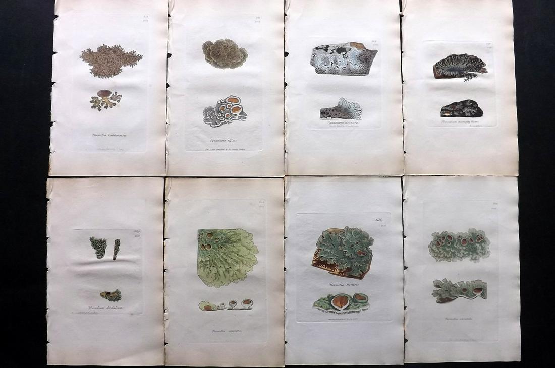 Sowerby, James C1840 Lot 8 HC Botanical Prints Lichens: Full Hand Colored Etchings Published London, 1832-46 for "English Botany; or, Coloured Figures of British Plants…" Second Edition by James Sowerby and Edward Smith. Paper Size: 9 x 5.5 inch (23 x 14