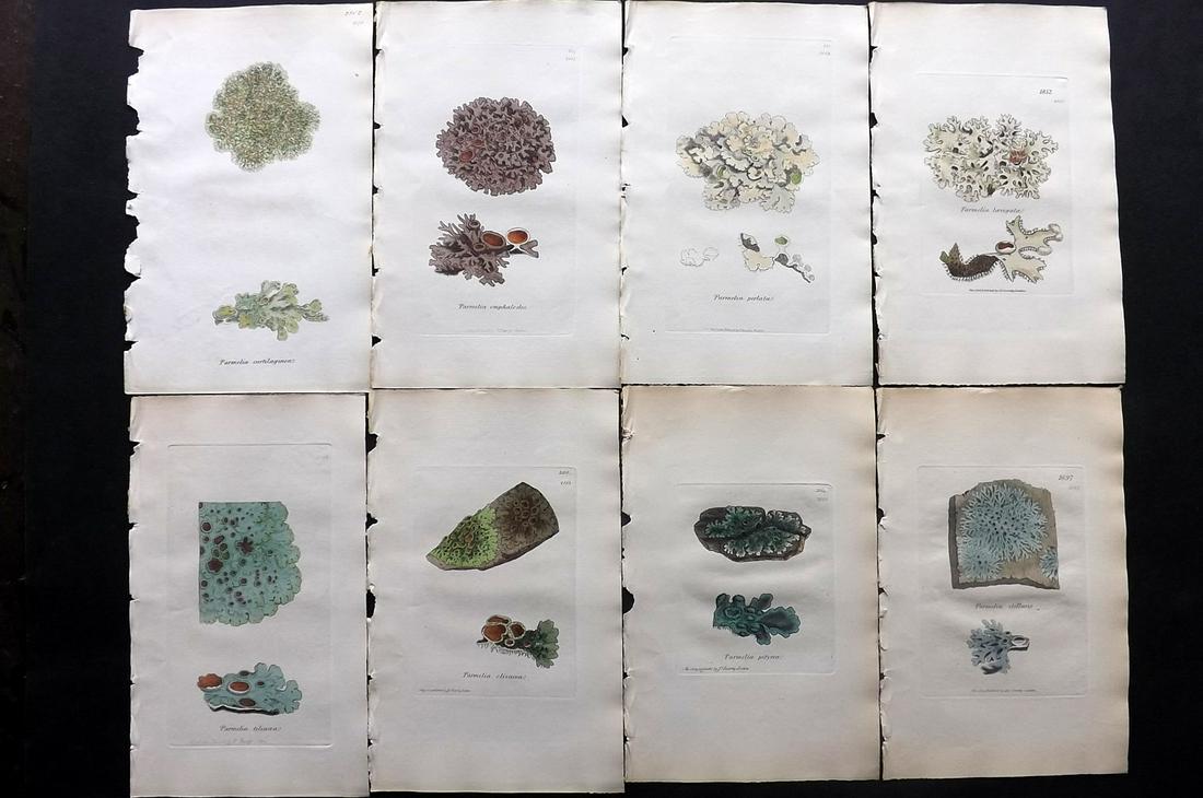 Sowerby, James C1840 Lot 8 HC Botanical Prints Lichens: Full Hand Colored Etchings Published London, 1832-46 for "English Botany; or, Coloured Figures of British Plants…" Second Edition by James Sowerby and Edward Smith. Paper Size: 9 x 5.5 inch (23 x 14