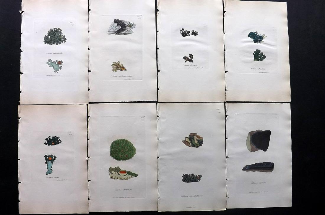 Sowerby, James C1840 Lot 8 HC Botanical Prints Lichens: Full Hand Colored Etchings Published London, 1832-46 for "English Botany; or, Coloured Figures of British Plants…" Second Edition by James Sowerby and Edward Smith. Paper Size: 9 x 5.5 inch (23 x 14