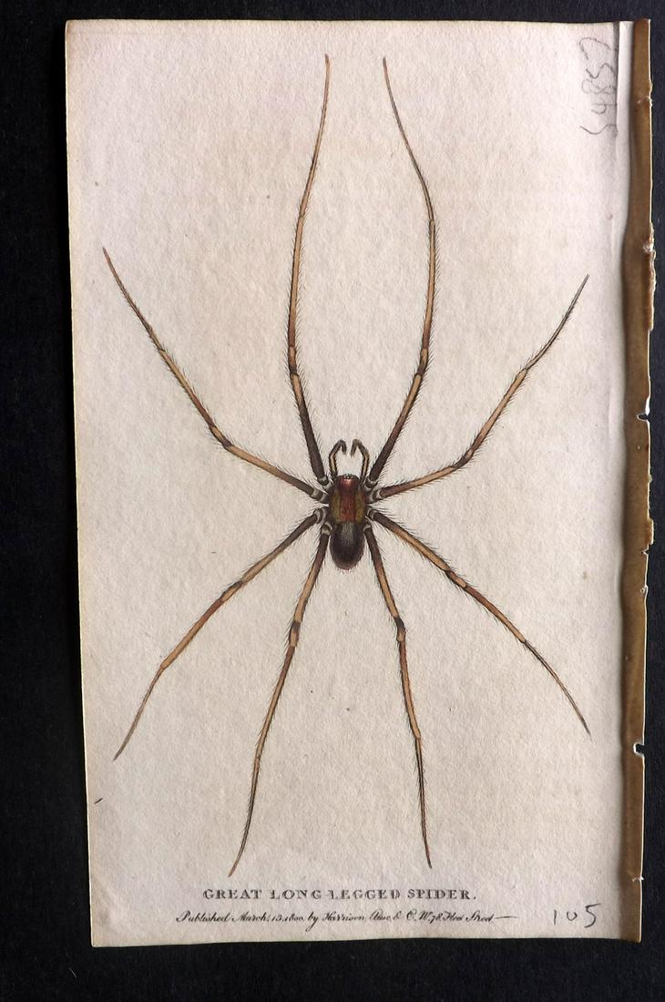 After George Edwards C1800 HC Print. Long Legged Spider (1 of 2)