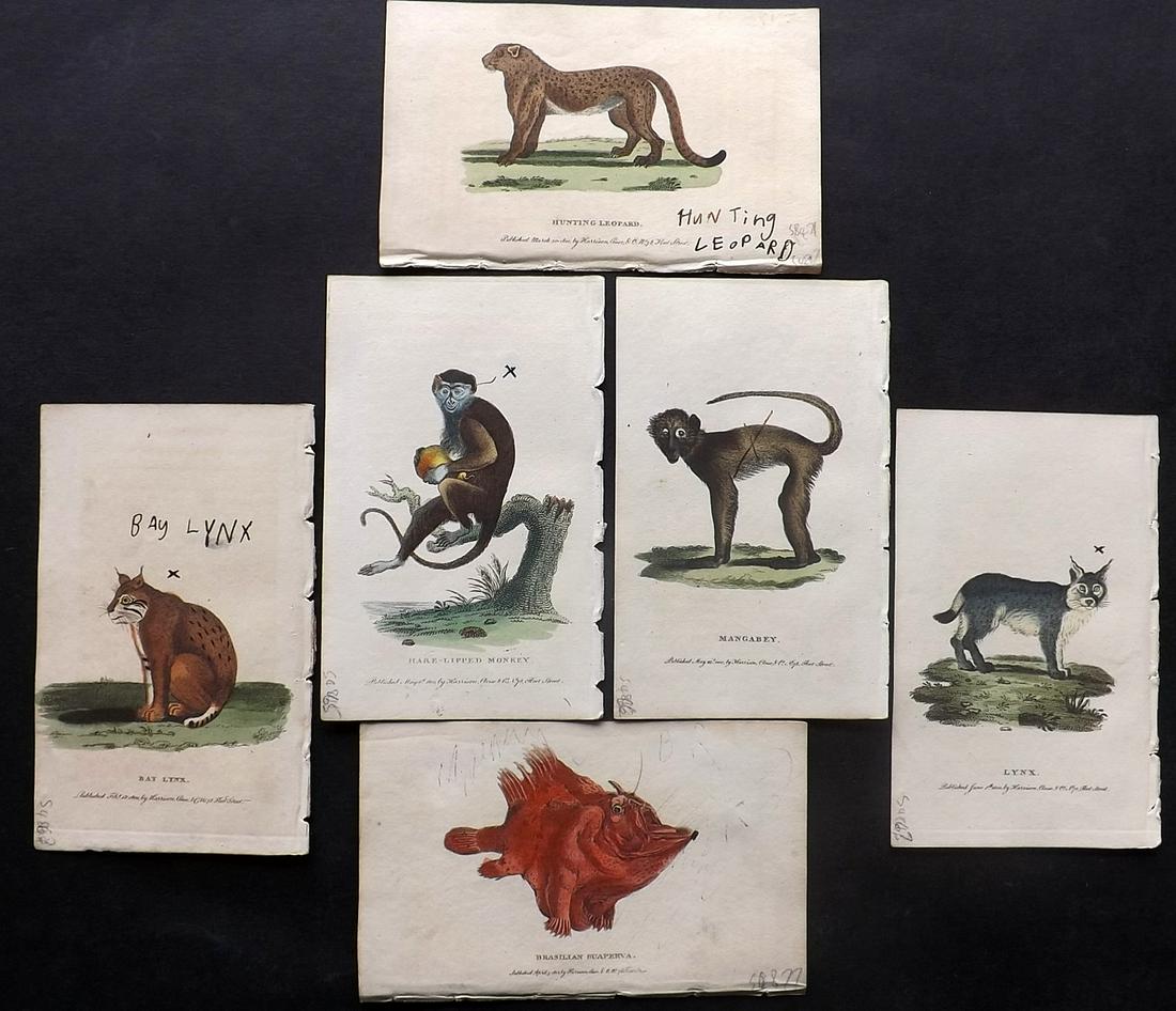 After George Edwards C1800 Lot of 6 HC Prints - Faults: Hand Colored Copper Plates Published 1798-1802 by Harrison et al., London for "The Naturalist's Pocket Magazine; or, Compleat Cabinet of the Curiosities and Beauties of Nature" Most are engraved after