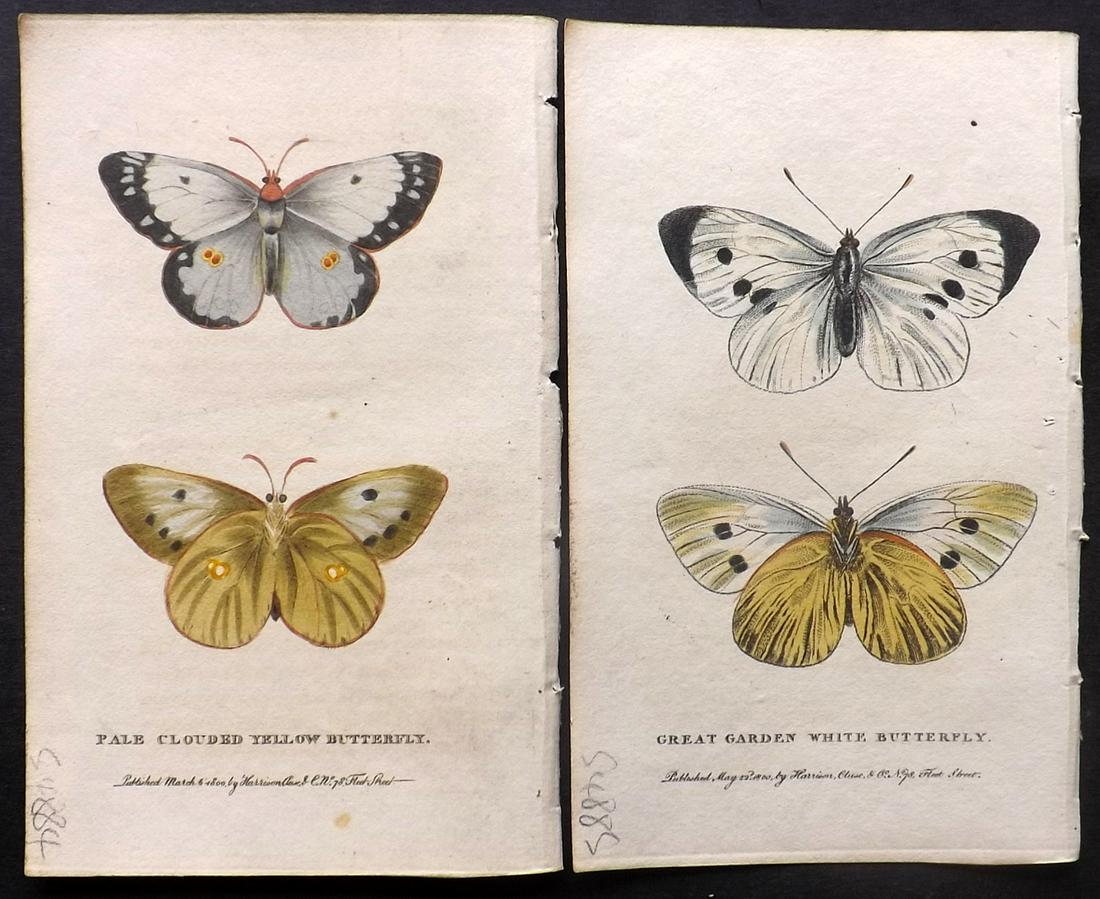 After George Edwards C1800 Pair of HC Butterfly Prints: Hand Colored Copper Plates Published 1798-1802 by Harrison et al., London for "The Naturalist's Pocket Magazine; or, Compleat Cabinet of the Curiosities and Beauties of Nature" Most are engraved after