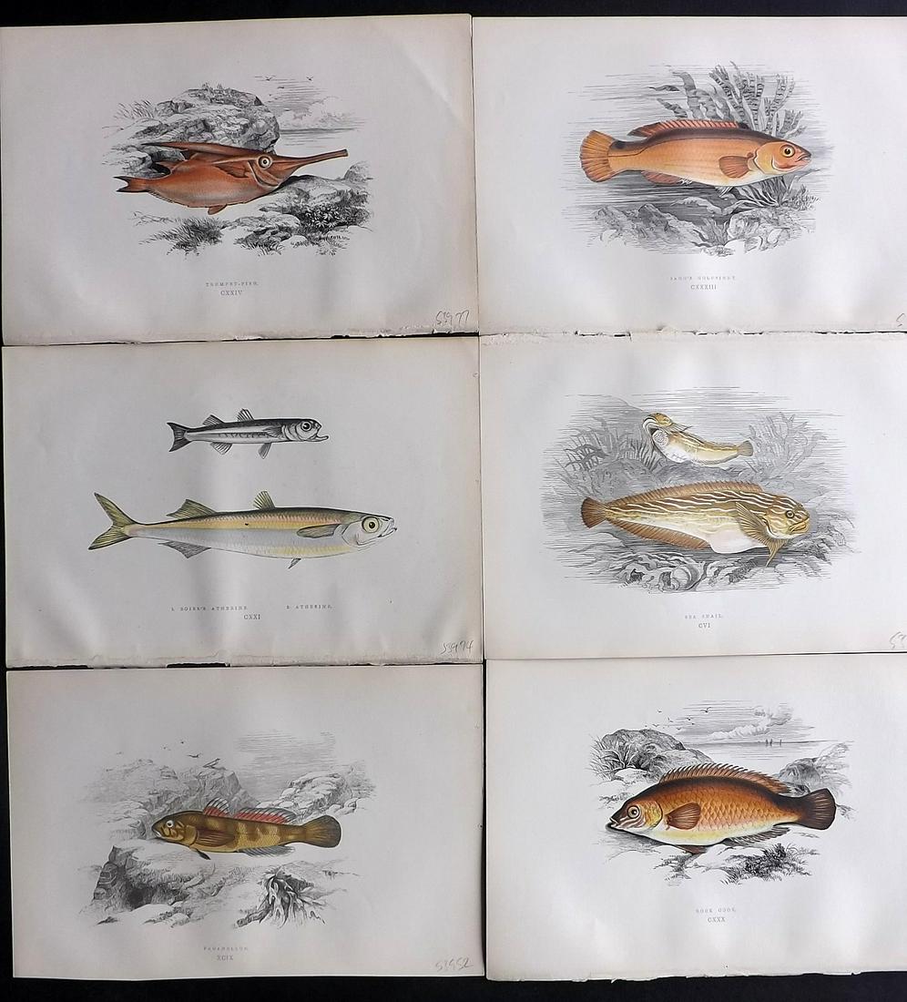 Couch, Jonathan 1878 Lot of 6 Fish Prints: Color Printed Woodblocks Published 1862, London for "A History of the Fishes of the British Islands" by Jonathan Couch. Paper Size: 9.5 x 6.5 inch (24 x 16.5cm) Good Condition