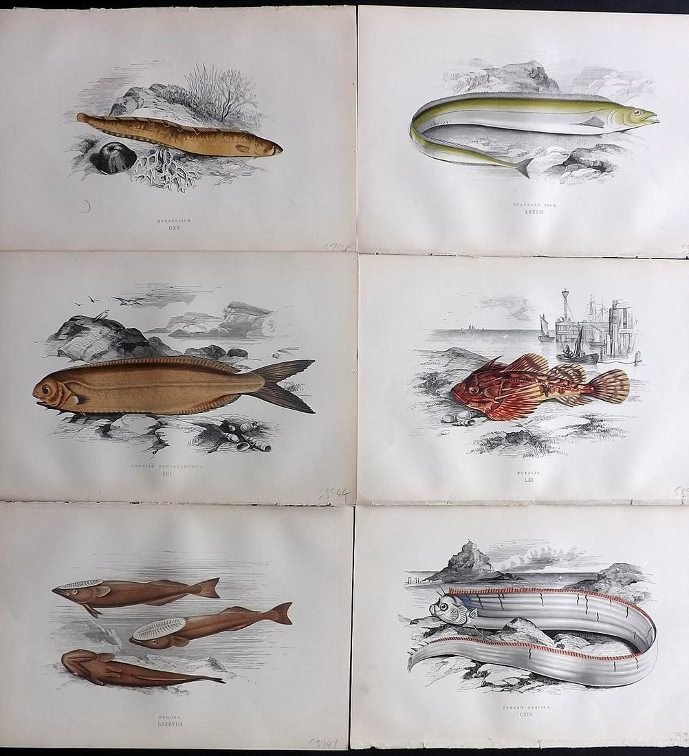 Couch, Jonathan 1878 Lot of 6 Fish Prints: Color Printed Woodblocks Published 1862, London for "A History of the Fishes of the British Islands" by Jonathan Couch. Paper Size: 9.5 x 6.5 inch (24 x 16.5cm) Good Condition