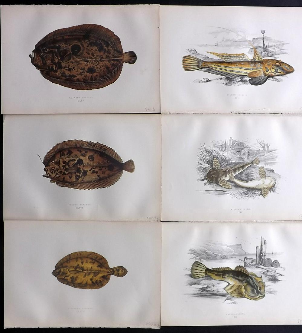 Couch, Jonathan 1878 Lot of 6 Fish Prints: Color Printed Woodblocks Published 1862, London for "A History of the Fishes of the British Islands" by Jonathan Couch. Paper Size: 9.5 x 6.5 inch (24 x 16.5cm) Good Condition