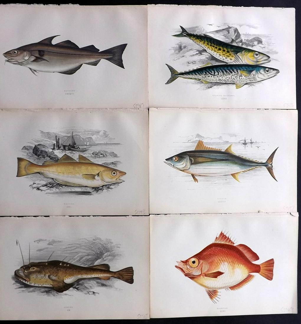 Couch, Jonathan 1878 Lot of 6 Fish Prints: Color Printed Woodblocks Published 1862, London for "A History of the Fishes of the British Islands" by Jonathan Couch. Paper Size: 9.5 x 6.5 inch (24 x 16.5cm) Good Condition