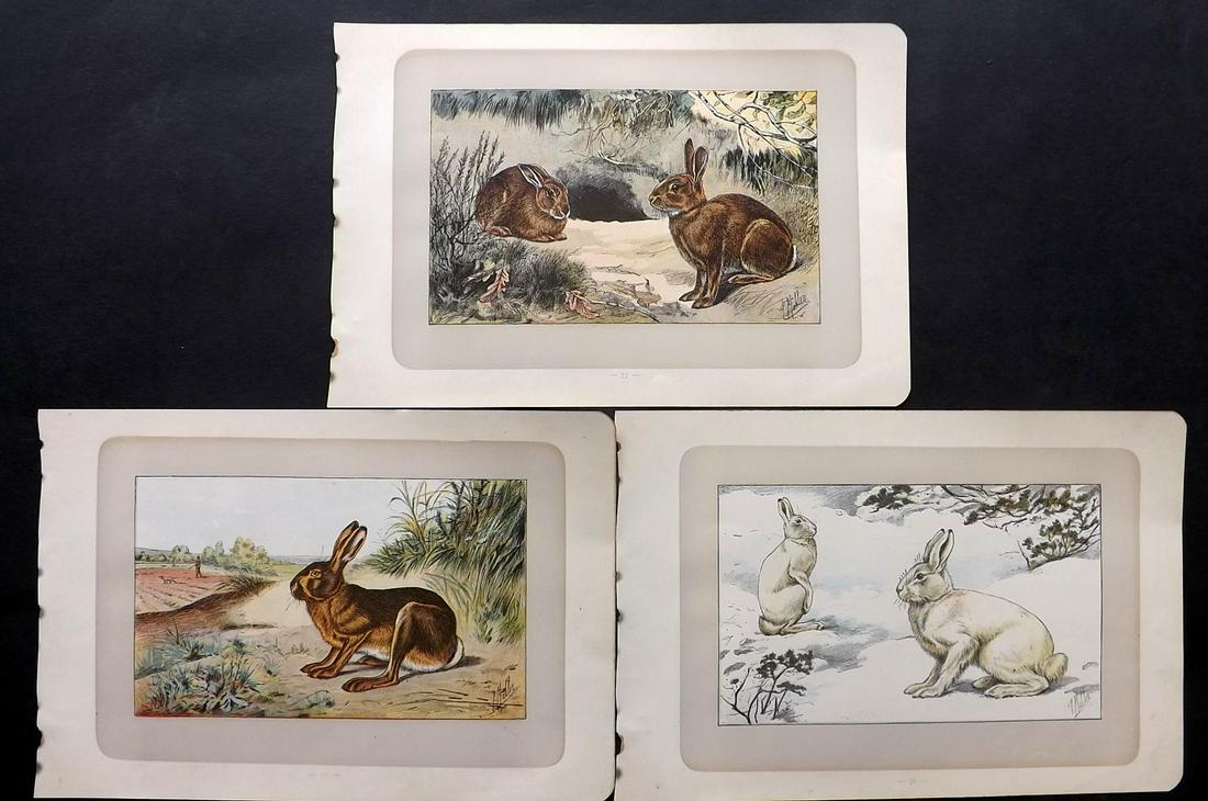 Mahler, P. 1907 Lot of 3 Antique Rabbit, Hare Prints: Colour Printed Photogavures Published 1907, Paris for "Les Chiens. Le Gibier et ses Ennemis" Illustrated by P. Mahler. With accompanying descriptive French Text. Paper Size: 11 x 7.5 inch (28 x 19cm) 