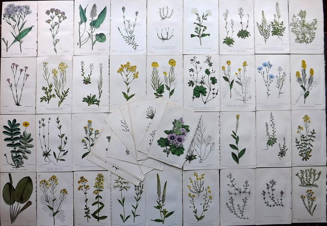 Hogg & Johnson C1870 Lot of 50 HCol Botanical Prints: Hand Coloured Lithographs Published 1863-1880, London for "The Wild Flowers of Great Britain" by Robert Hogg & George W. Johnson. Paper Size: 9 x 5.5 inch (23 x 14cm) Good Condition