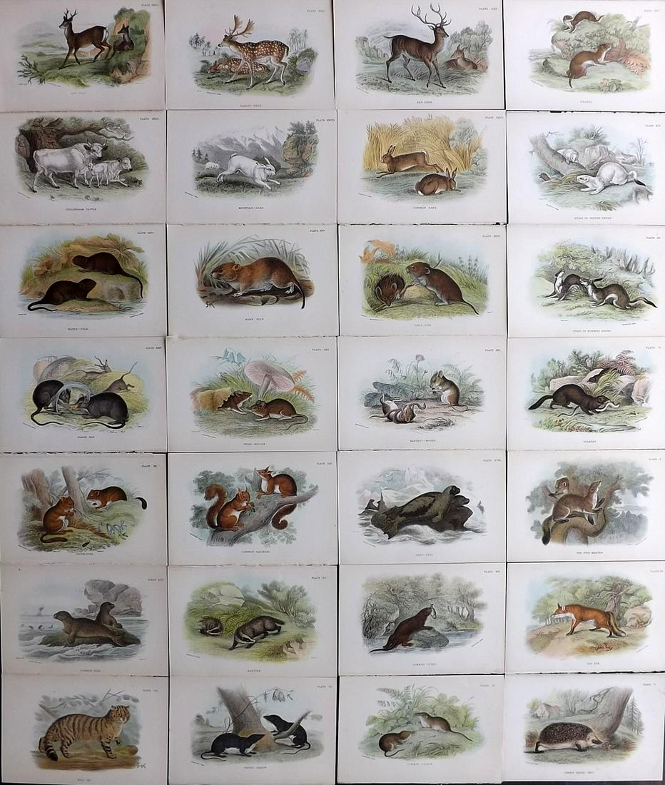 Lloyds's 1895 Lot of 28 Antique Prints. British Mammals: Chromolithographs Published 1894-97, London for "Lloyds's Natural History..." Edited by R. Bowdler Sharpe, W. F. Kirby, H. O. Forbes, R. Lydekker, and W. R. Olive-Grant. Illustrated after Keulemans, G