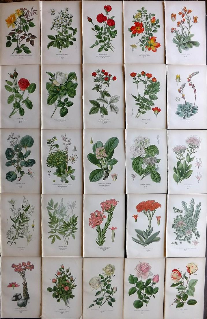 Step, Edward 1897 Lot of 25 Botanical Prints: Incl Roses. Chromolithograph Published 1896-97 by Frederick Warne & Co., London for "Favourite Flowers of Garden and Greenhouse" by Edward Step and William Watson. Paper Size: 9.5 x 6 inch (24 x 15cm)