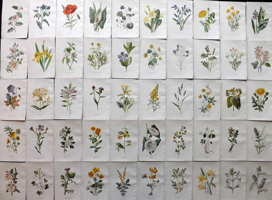 Hulme, Edward C1900 Lot of 50 Botanical Prints (1 of 11)
