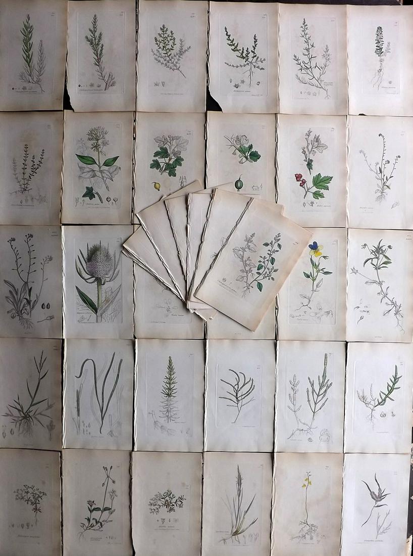 Sowerby, James C1840 Lot 40 Part HCol Botanical Prints: Partial Hand Colored Etchings only (as issued) Published London, 1832-46 for "English Botany; or, Coloured Figures of British Plants…" Second Edition by James Sowerby and Edward Smith. Paper Size: 9
