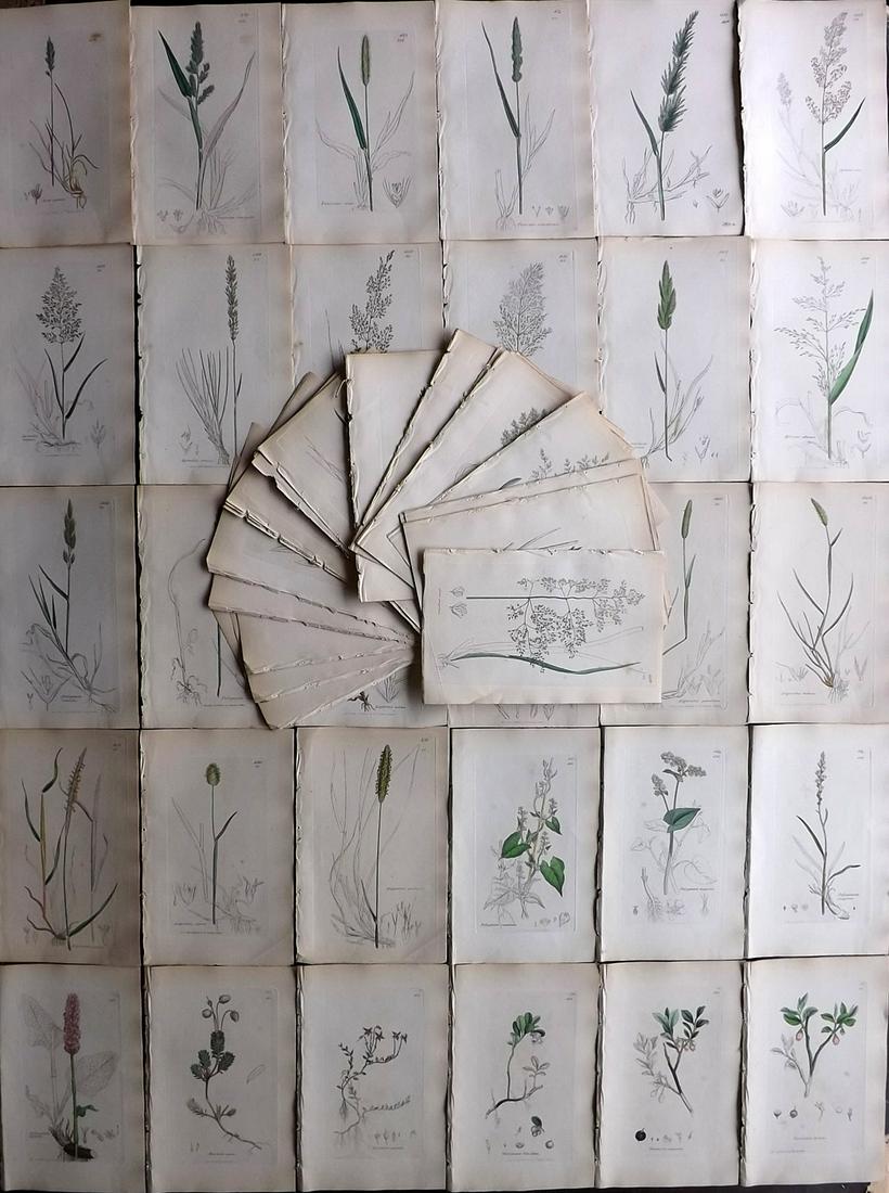 Sowerby, James C1840 Lot 80 Part HCol Botanical Prints (1 of 11)