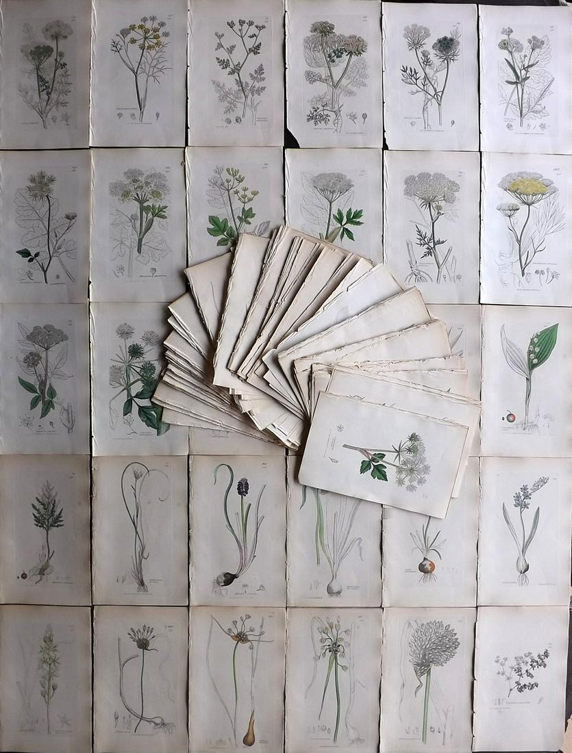 Sowerby, James C1840 Lot 160 Part HCol Botanical Prints (1 of 11)