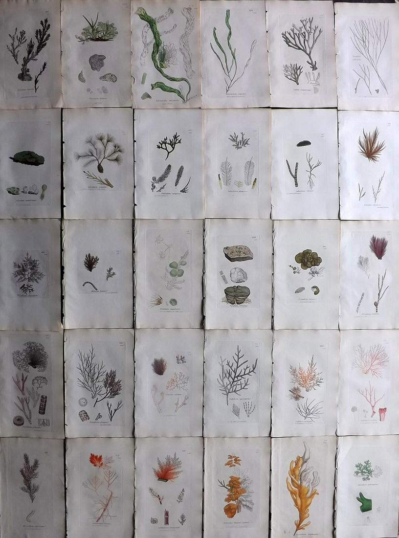 Sowerby, James C1840 Lot 30 Part HCol Seaweed Prints (1 of 10)