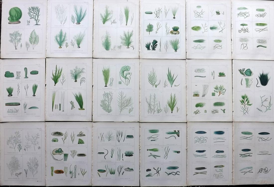 Gatty, Mrs 1863 Lot of 18 Antique Seaweed Prints: Woodblocks Published 1863, London for "British Sea-Weeds. Drawn From Professor Harvey's 'Phycologia Britannica'" by Mrs Alfred Gatty. Printed in colours, some plates with additional hand colour.Paper 