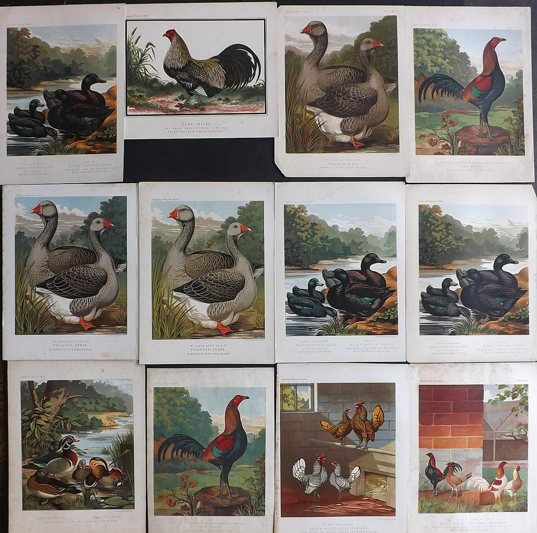Ludlow & Wright C1880 Lot of 12 Poultry Prints (1 of 6)