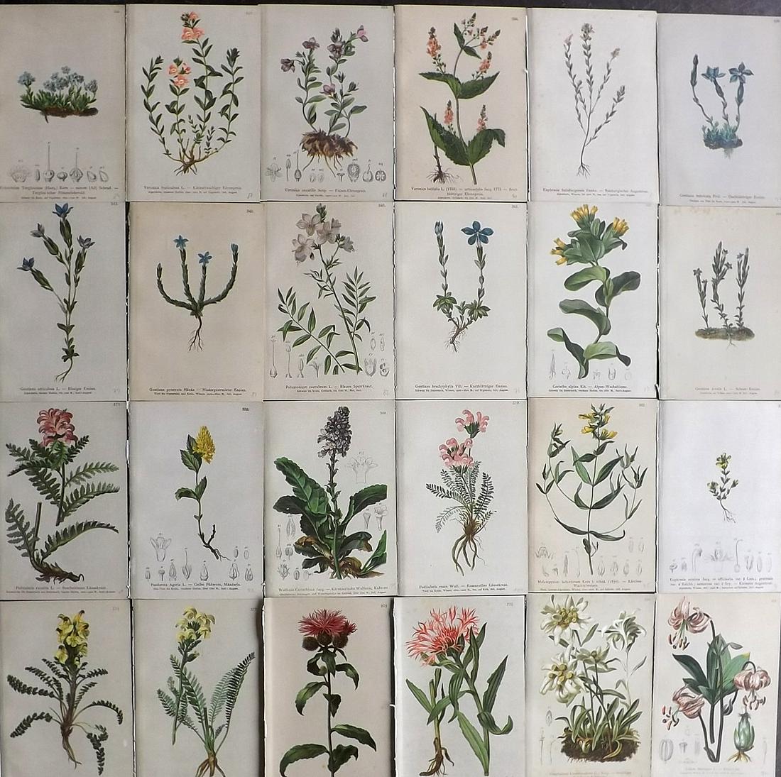 Hartinger, Anton 1884 Lot of 24 Botanical Prints: Chromolithographs Published 1884, Vienna for "Atlas der Alpenflora" by Anton Hartinger. Paper Size: 7.5 x 5 inch (19 x 13cm) Good Condition