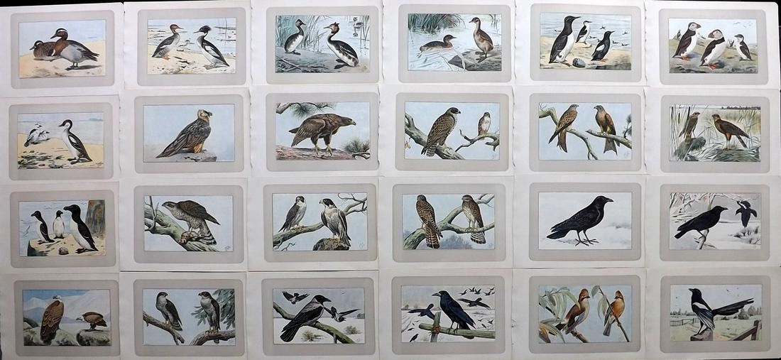 Mahler, P. 1907 Lot of 24 Antique Bird Prints (1 of 7)