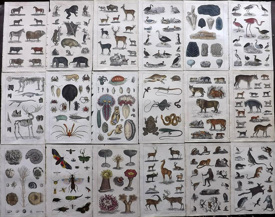 Goldsmith, Oliver 1847 Lot 18 HC Natural History/Birds (1 of 7)