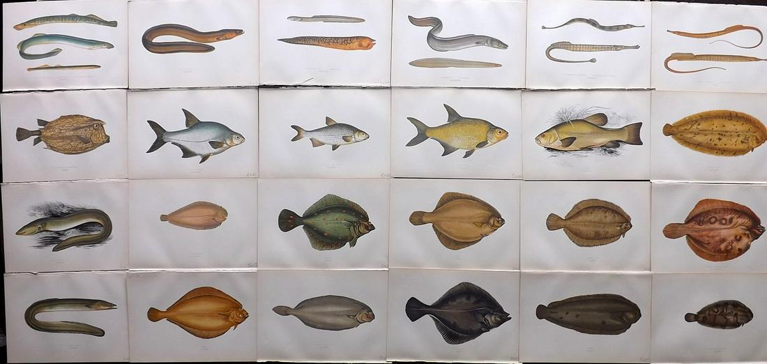 Couch, Jonathan 1878 Lot of 24 Fish Prints: Color Printed Woodblocks Published 1862, London for "A History of the Fishes of the British Islands" by Jonathan Couch. Paper Size: 9.5 x 6.5 inch (24 x 16.5cm) Good Condition