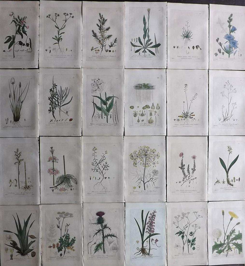 Baxter, William 1843 Lot of 24 Hand Col Botanical: Hand Colored Etchings Published 1834-43, Oxford for "British Phaenogamous Botany; or, Figures and Descriptions of British Flowering Plants" by William Baxter. Paper Size: 9 x 5.5 inch (23 x 14cm) Ligh