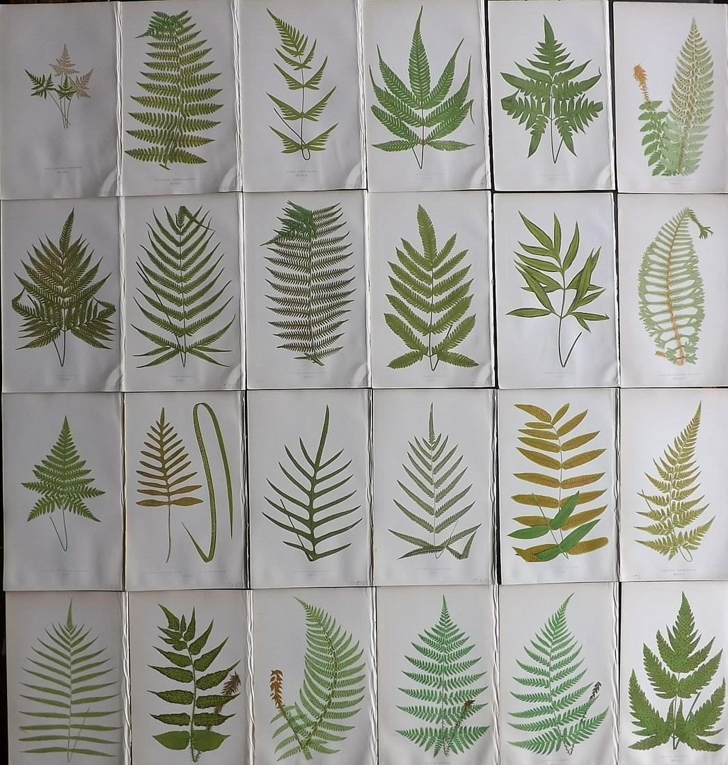 Lowe, Edward 1857 Lot of 24 Antique Fern Prints (1 of 7)