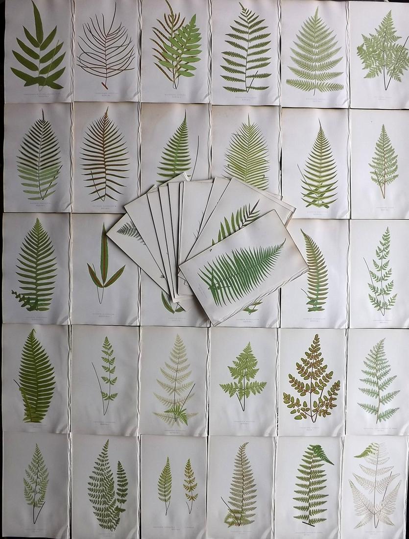 Lowe, Edward 1857 Lot of 48 Antique Fern Prints (1 of 13)
