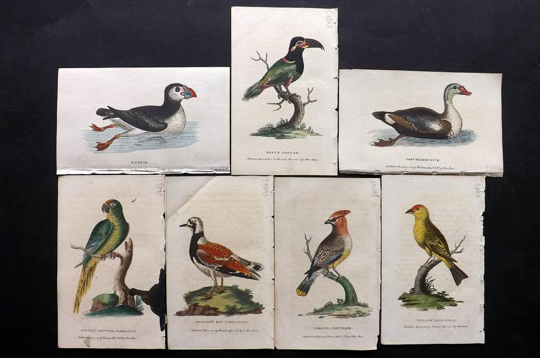 After George Edwards C1800 Lot of 7 HCol Bird Prints: Hand Colored Copper Plates Published 1798-1802 by Harrison et al., London for "The Naturalist's Pocket Magazine; or, Compleat Cabinet of the Curiosities and Beauties of Nature" Most are engraved after