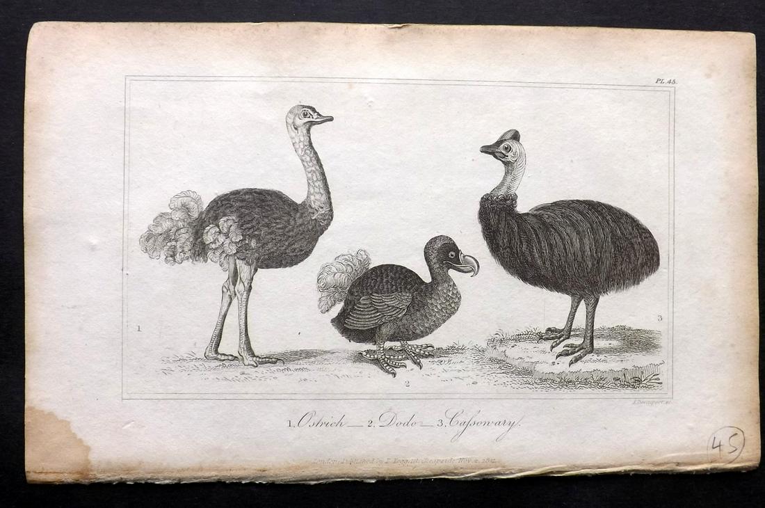 Buffon, Comte de 1821 Bird Print. Extinct Dodo etc (1 of 2)