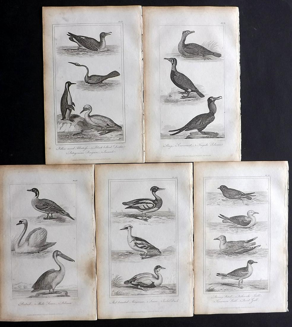 Buffon, Comte de 1821 Lot of 5 Bird Prints (1 of 2)