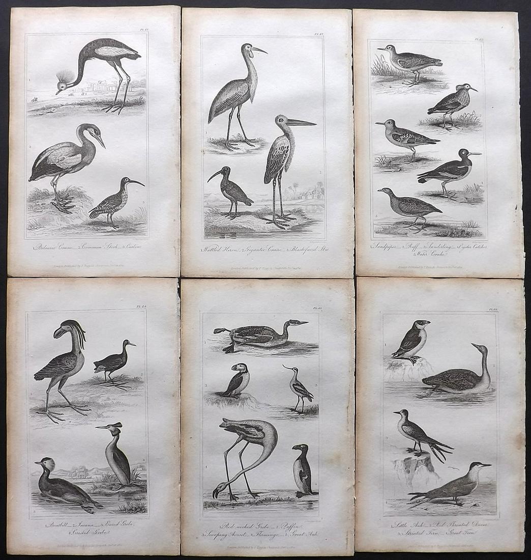 Buffon, Comte de 1821 Lot of 6 Bird Prints (1 of 2)