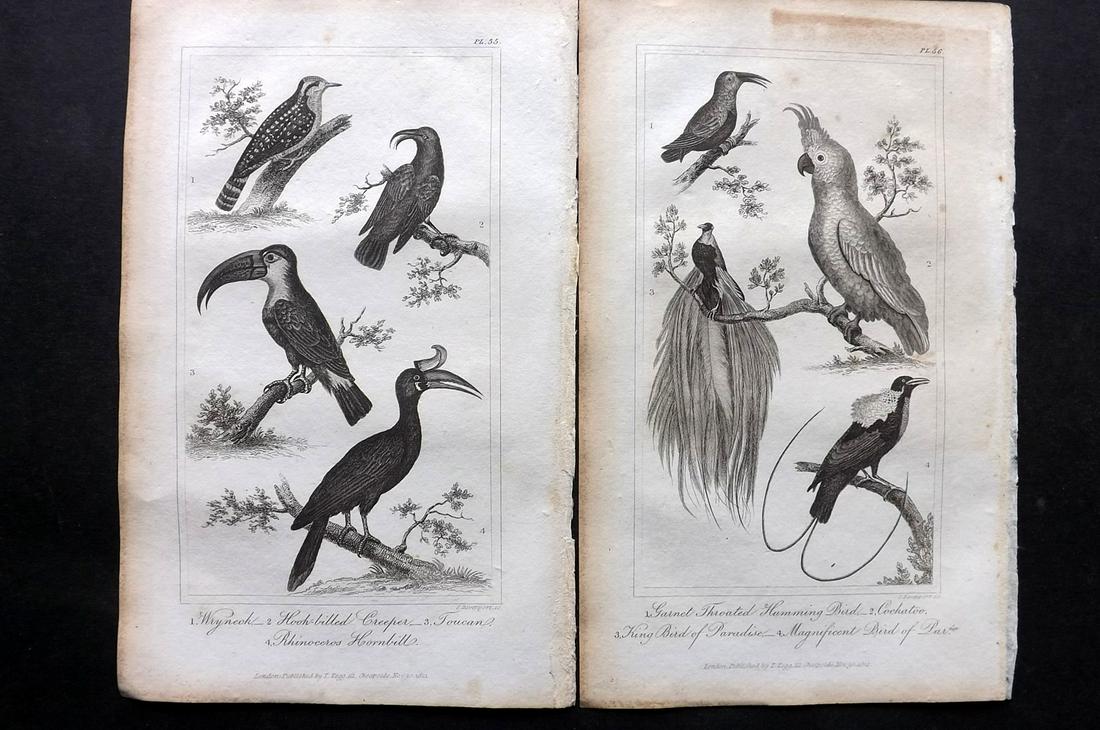 Buffon, Comte de 1821 Pair Bird Prints. Toucan Cockatoo (1 of 2)