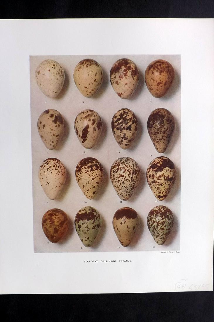 Dresser, Henry 1910 Bird Egg Print. Scolopax etc: Folio Halftone Lithograph Published 1905-10, London for "Eggs Of The Birds Of Europe..." by Henry Dresser. Rare. Paper Size: 13 x 10 inch (33 x 25cm) Good Condition