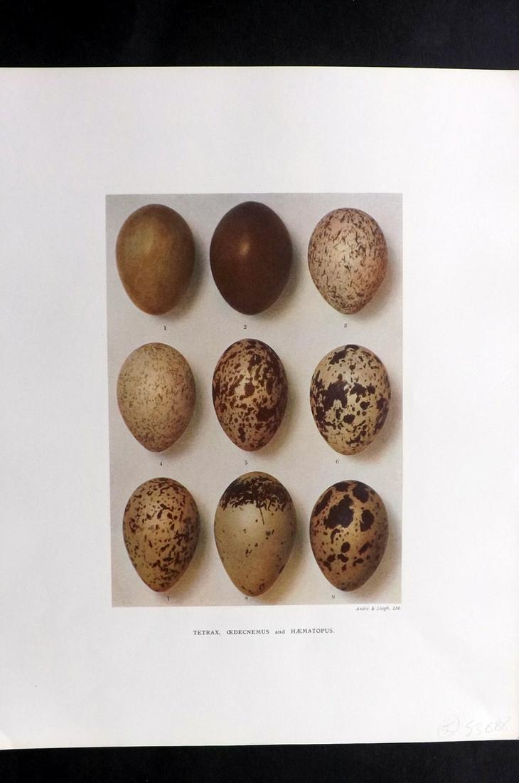 Dresser, Henry 1910 Bird Egg Print. Tetrax: Folio Halftone Lithograph Published 1905-10, London for "Eggs Of The Birds Of Europe..." by Henry Dresser. Rare. Paper Size: 13 x 10 inch (33 x 25cm) Good Condition