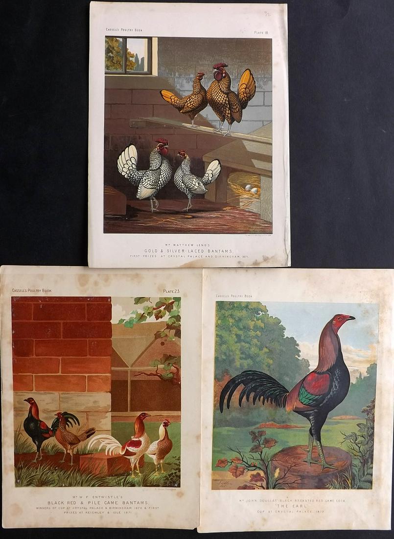 Ludlow & Wright C1880 Lot of 3 Poultry Prints (1 of 2)