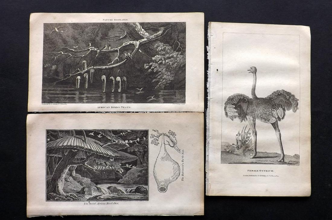 Shaw, Simeon 1823 Lot of 3 Bird & Nests Prints: Incl Ostrich, African Birds Nests, and the Social African Birds Nest. Copper Plates and one Wood Engraving Published 1823, London for "Nature Displayed in the Heavens, and on the Earth" by Simeon Shaw