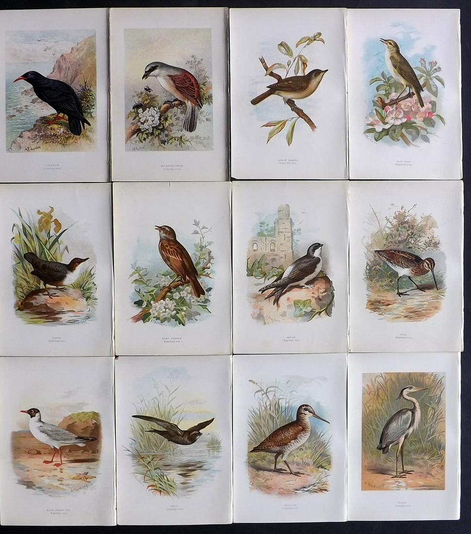 Swaysland, Walter 1883 Lot of 12 Antique Bird Prints: Chromolithographs Published 1883, London for "Familiar Wild Birds" First Edition by Walter Swaysland. Illustrated by Archibald Thorburn and others. Paper Size: 7.5 x 5 inch (19 x 13cm) Good Condition