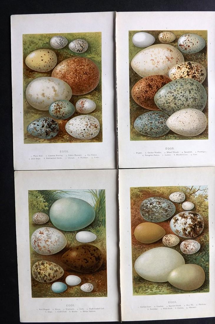 Swaysland, Walter 1883 Lot of 4 Bird Egg Prints (1 of 2)