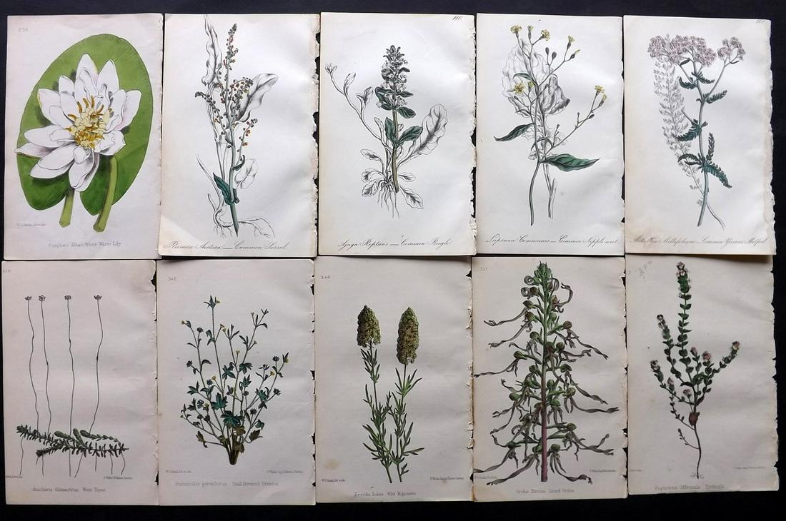 Hogg & Johnson C1870 Lot of 10 HCol Botanical Prints: Hand Coloured Lithographs Published 1863-1880, London for "The Wild Flowers of Great Britain" by Robert Hogg & George W. Johnson. Paper Size: 8.5 x 5 inch (22 x 14cm) Good Condition