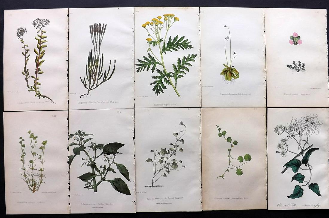 Hogg & Johnson C1870 Lot of 10 HCol Botanical Prints: Hand Coloured Lithographs Published 1863-1880, London for "The Wild Flowers of Great Britain" by Robert Hogg & George W. Johnson. Paper Size: 8.5 x 5 inch (22 x 14cm) Good Condition
