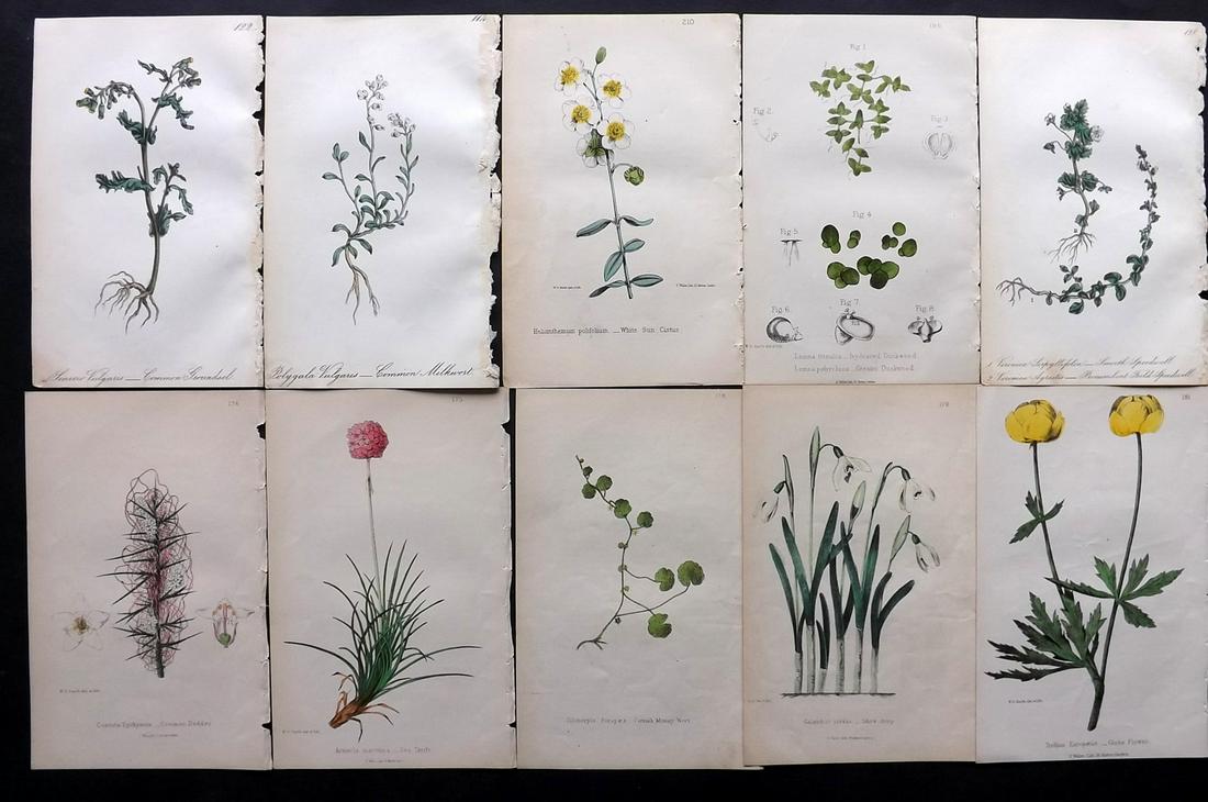 Hogg & Johnson C1870 Lot of 10 HCol Botanical Prints: Hand Coloured Lithographs Published 1863-1880, London for "The Wild Flowers of Great Britain" by Robert Hogg & George W. Johnson. Paper Size: 8.5 x 5 inch (22 x 14cm) Good Condition