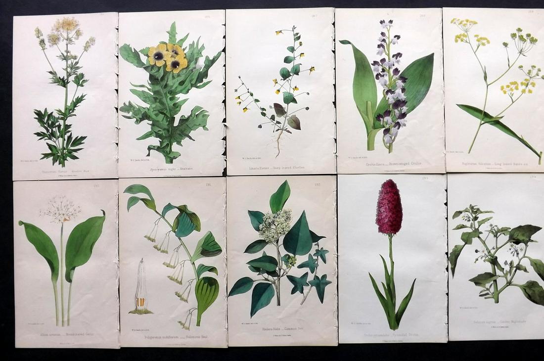 Hogg & Johnson C1870 Lot of 10 HCol Botanical Prints: Hand Coloured Lithographs Published 1863-1880, London for "The Wild Flowers of Great Britain" by Robert Hogg & George W. Johnson. Paper Size: 8.5 x 5 inch (22 x 14cm) Good Condition