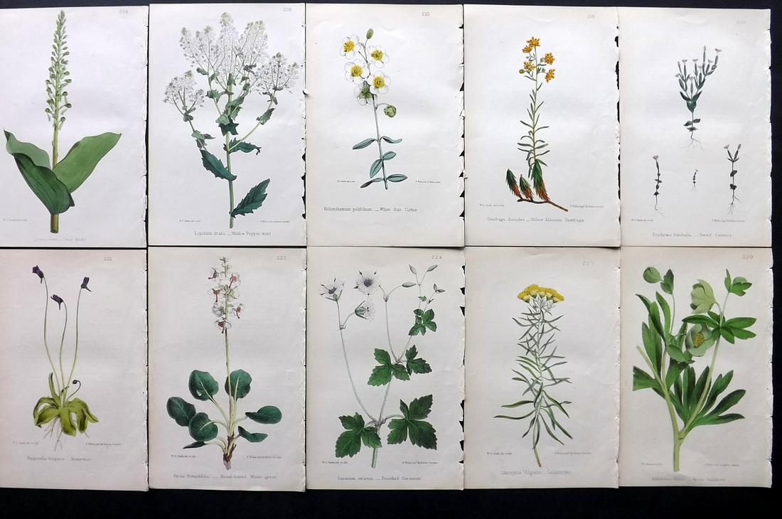 Hogg & Johnson C1870 Lot of 10 HCol Botanical Prints: Hand Coloured Lithographs Published 1863-1880, London for "The Wild Flowers of Great Britain" by Robert Hogg & George W. Johnson. Paper Size: 8.5 x 5 inch (22 x 14cm) Good Condition