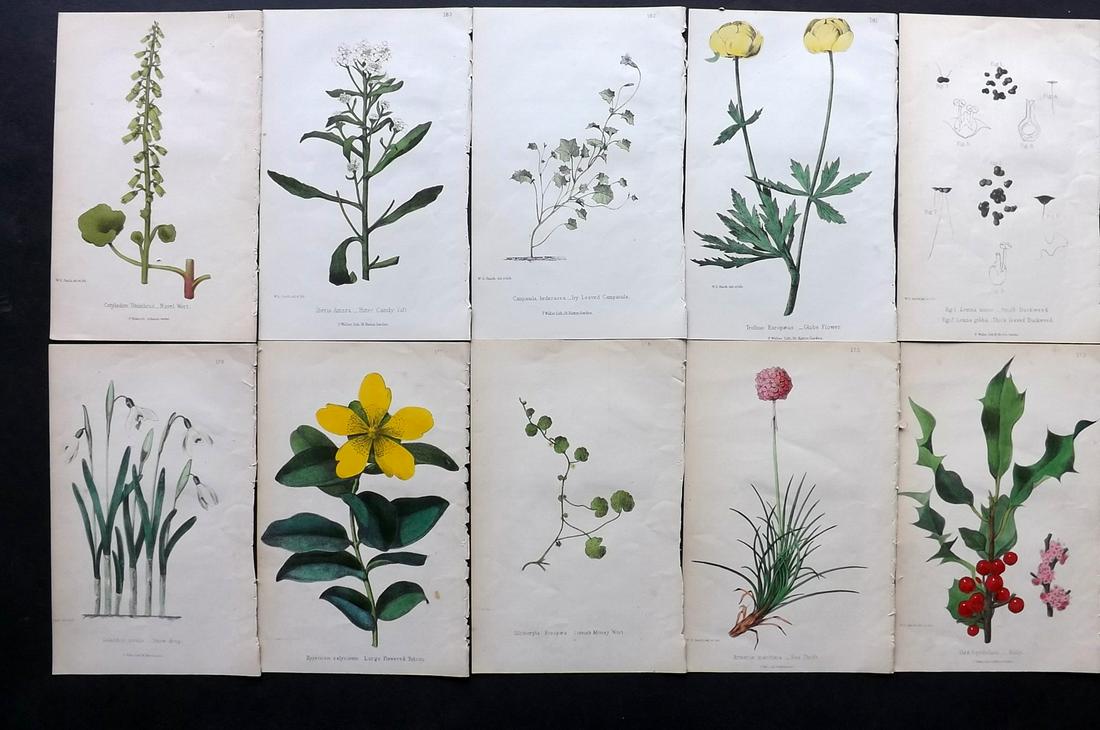 Hogg & Johnson C1870 Lot of 10 HCol Botanical Prints: Hand Coloured Lithographs Published 1863-1880, London for "The Wild Flowers of Great Britain" by Robert Hogg & George W. Johnson. Paper Size: 8.5 x 5 inch (22 x 14cm) Good Condition