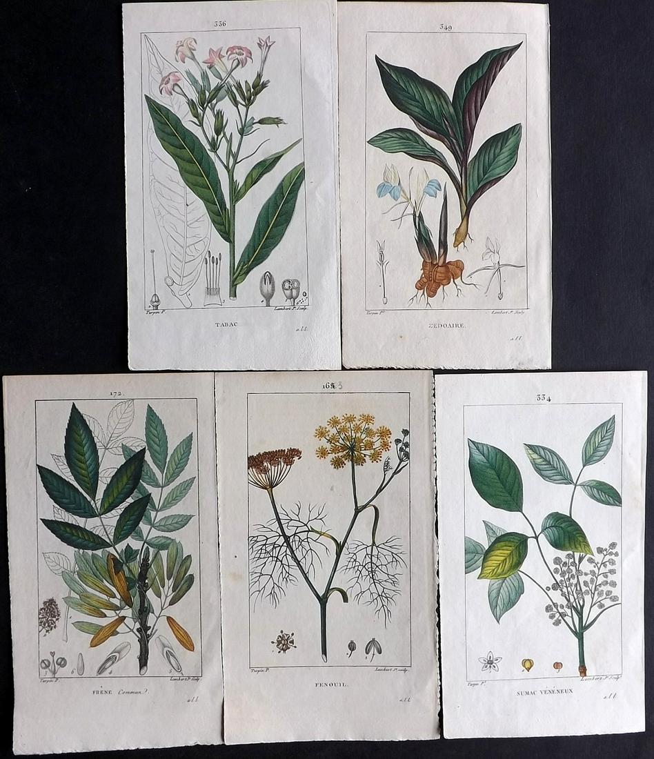 Turpin, Pierre 1816 Lot of 5 Hand Col Botanical Prints: Stipple Engravings Published 1814-1820, by C. L. F. Panckoucke, Paris for "Flore Medicale" First Edition by Francois Pierre Chaumeton. Illustrated by Pierre Jean Francois Turpin. Printed in colours an